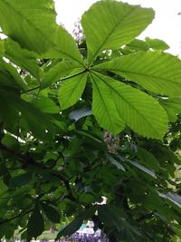 Close-up of wet leaves