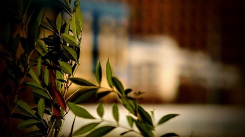 Close-up of plant against blurred background