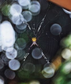 Close-up of spider on web