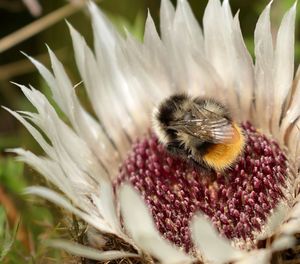 Close-up of bee pollinating on flower