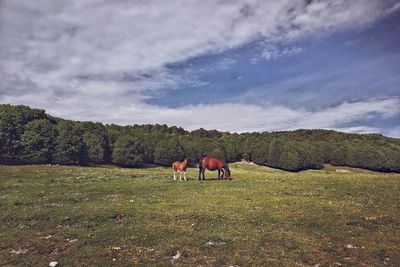 Horses in a field