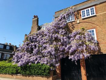 Low angle view of flowering plant by building against sky