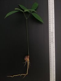 High angle view of insect on plant over black background