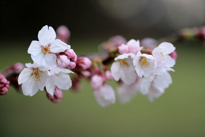 Close-up of white cherry blossom