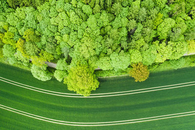 High angle view of trees by agricultural field