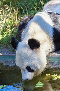 Close-up of sheep