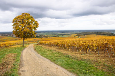 Brightly colored vineyard in burgundy near buxy in saône-et-loire in autumn