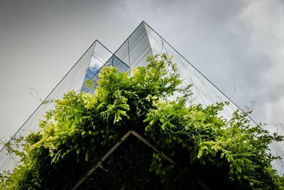 Low angle view of trees against sky