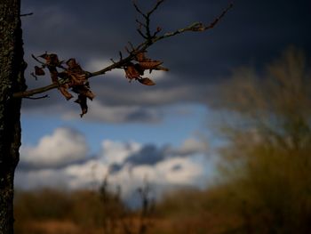Close-up of tree against sky