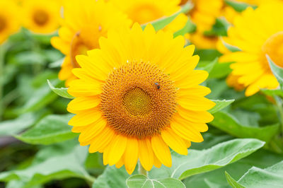 Close-up of yellow sunflower