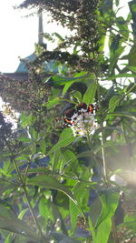 Close-up of butterfly on plant