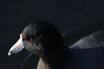 Close-up of swan