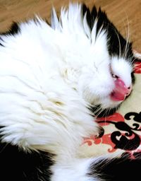 Close-up of cat sleeping