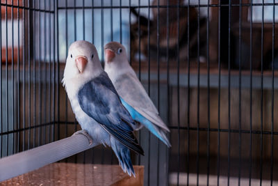 View of bird in cage