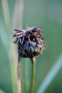 Close-up of insect on plant