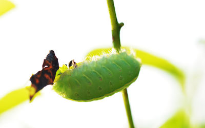 Close-up of insect on leaf