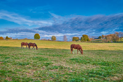 Horses grazing in a field