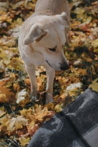 High angle view of dog standing on leaves during autumn