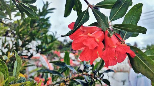 Close-up of red hibiscus blooming on plant