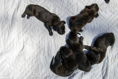 High angle view of dogs resting on bed