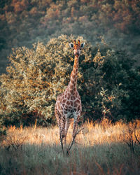 A young giraffe photographed front on in golden hour