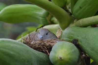 Close-up of bird perching on tree