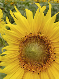 Close-up of sunflower