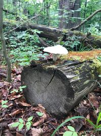 Mushroom growing on tree stump in forest