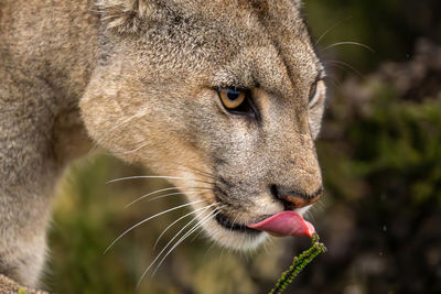 Close-up of lioness