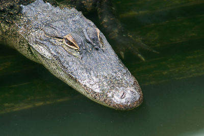 A close-up of an alligator in water.