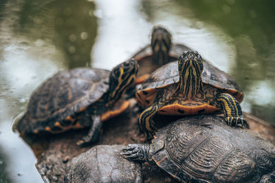 Close-up of turtle in the sea