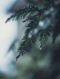 Close-up of raindrops on pine tree