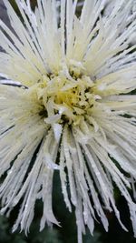 Close-up of flower