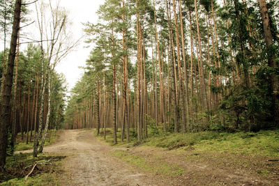 Dirt road amidst trees in forest