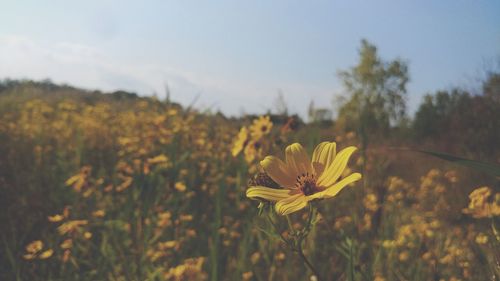 Close-up of yellow flowers blooming on field against sky