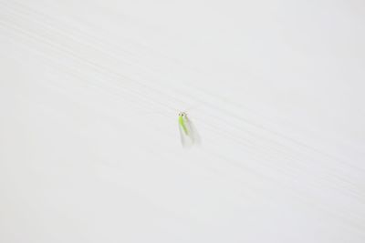 Close-up of insect on white background