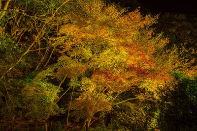 Trees in forest during autumn