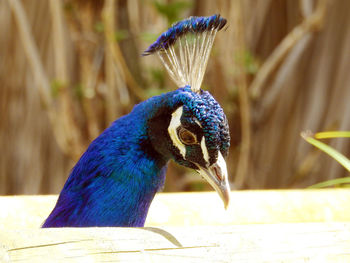 Close-up of peacock perching outdoors