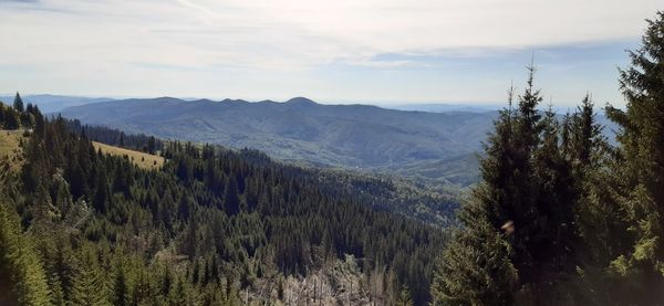 Scenic view of pine trees against sky