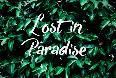 High angle view of text on plant