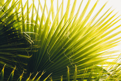 Close-up of palm leaves