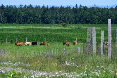 Horses in a field