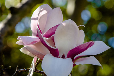 Close-up of pink rose