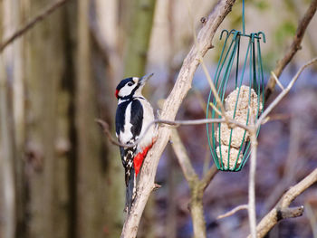 Close-up of bird perching on tree