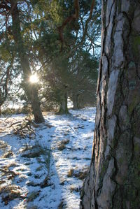 Trees in forest during winter