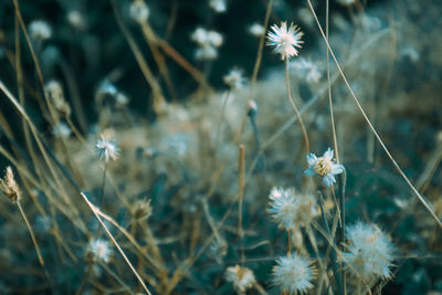 Close-up of wilted flowers on field