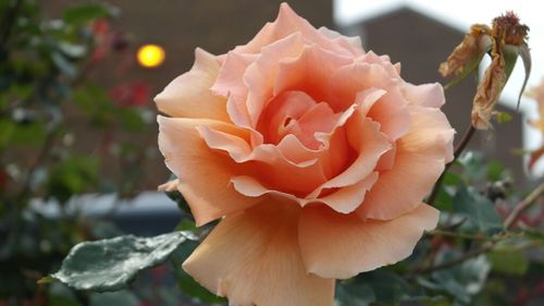 Close-up of rose blooming in garden