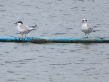 Seagulls on beach