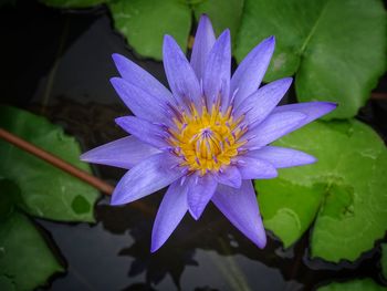 Close-up of lotus water lily in pond