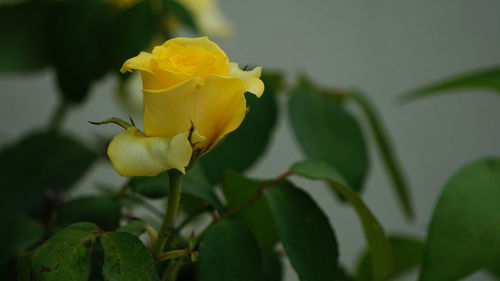 Close-up of yellow flower blooming outdoors